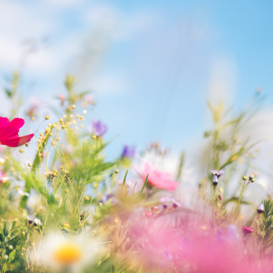 Blumenwiese