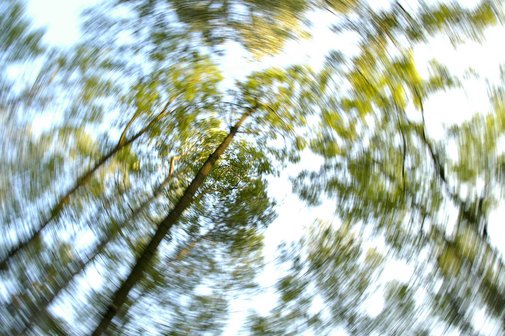 Das Bild zeigt einen Wald mit vielen B&auml;umen; durch einen Verzerrungs-Effekt entsteht der Eindruck, um den Betrachter w&uuml;rde sich alles drehen