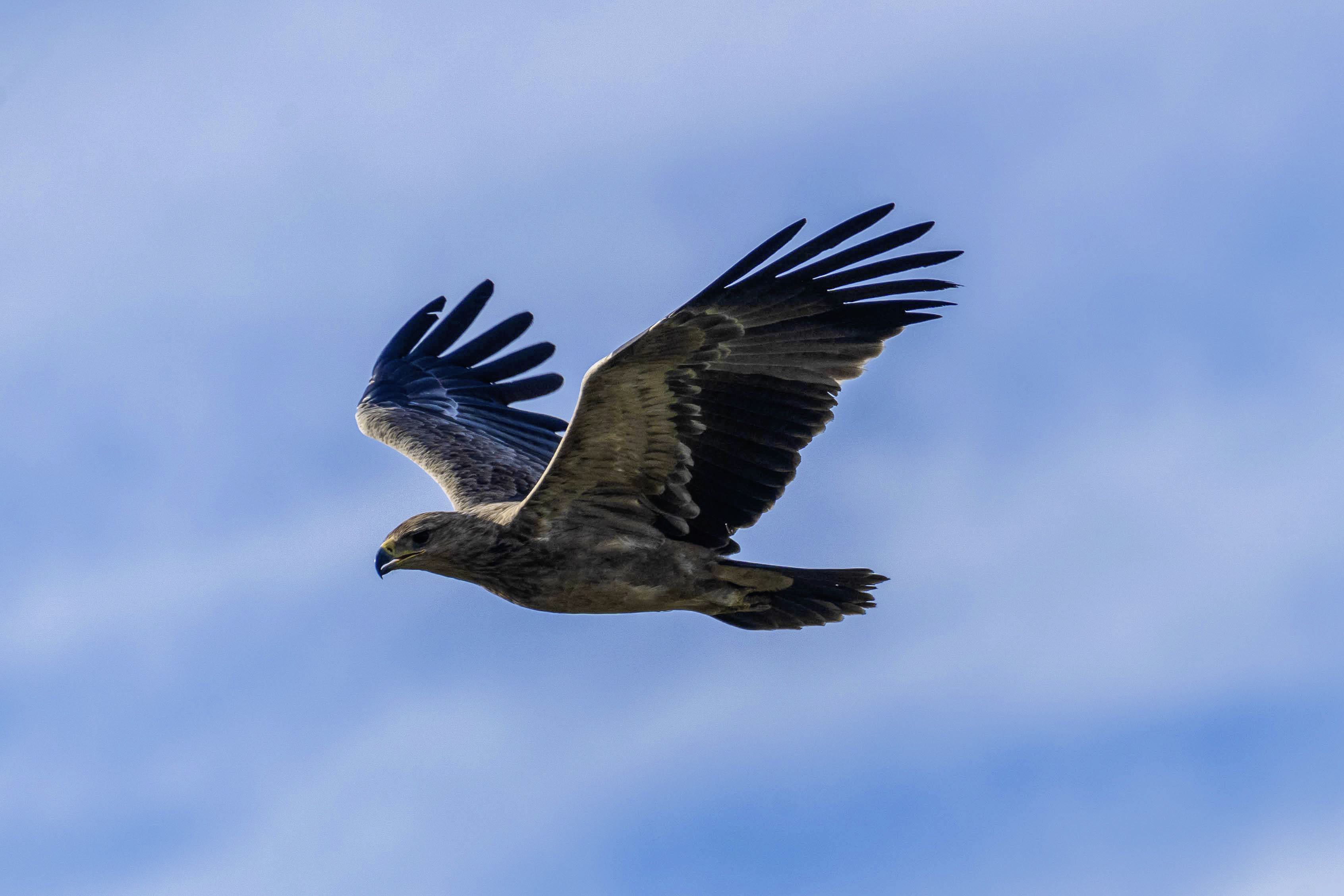 Ein Adler bei der Jagd.