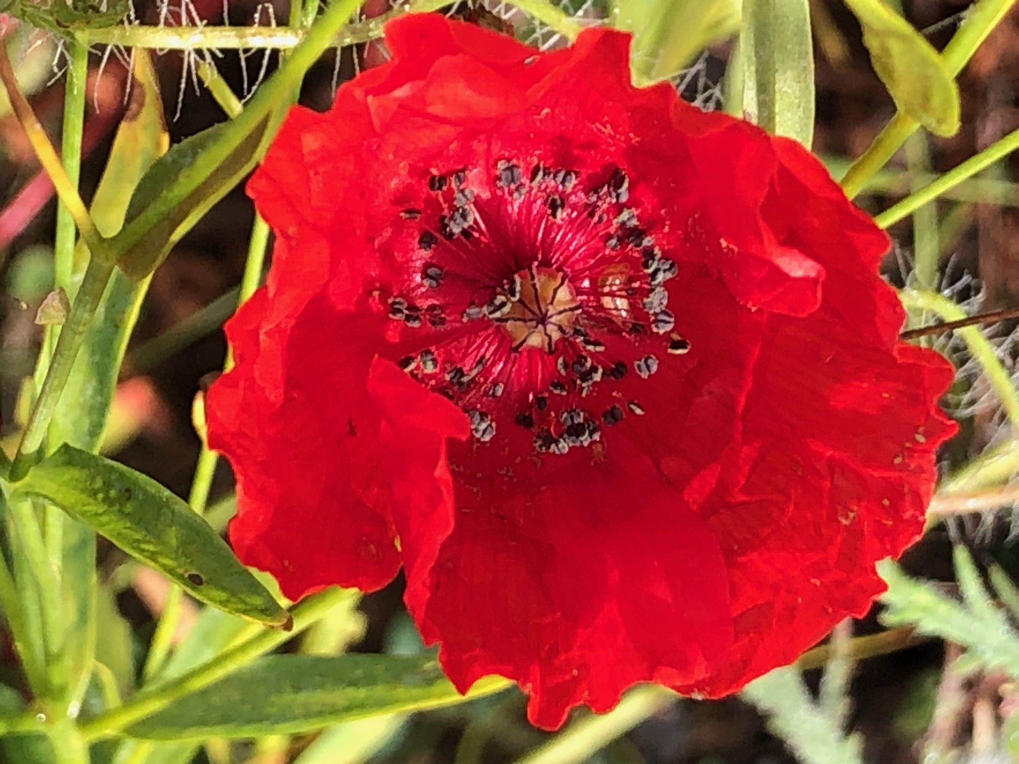 Eine Mohnblume in einer Wiese.