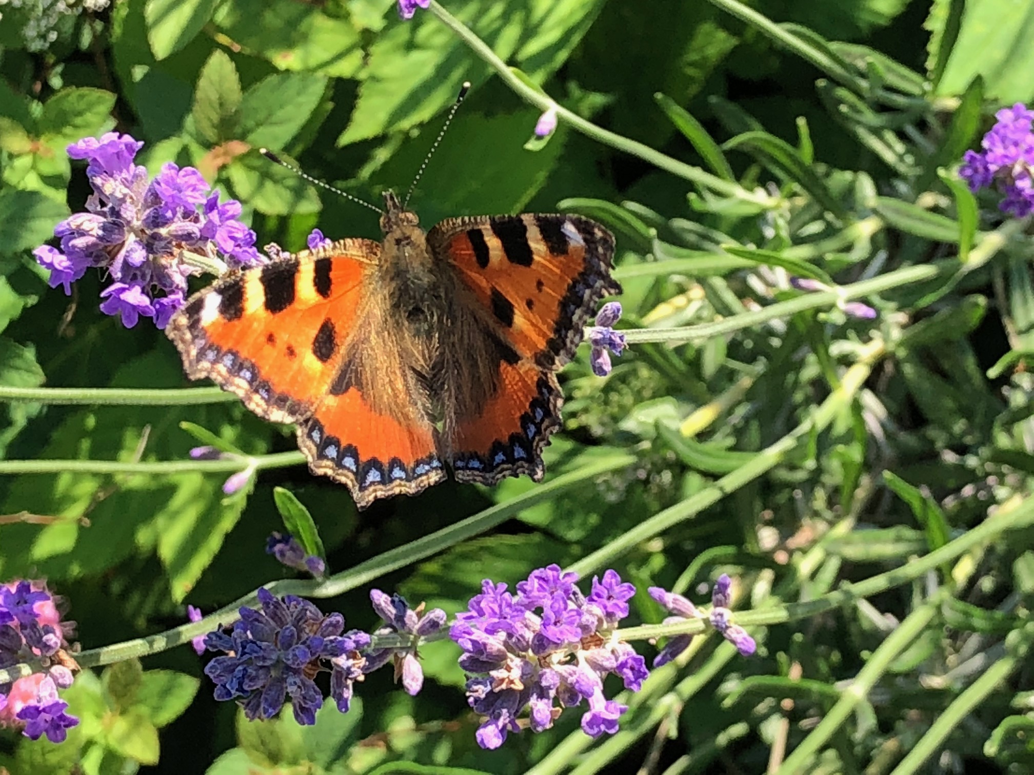 Ein Schmetterling in einer Blumenwiese.