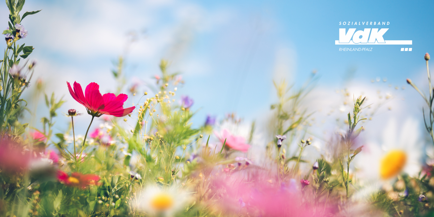 Blumenwiese Blumenwiese