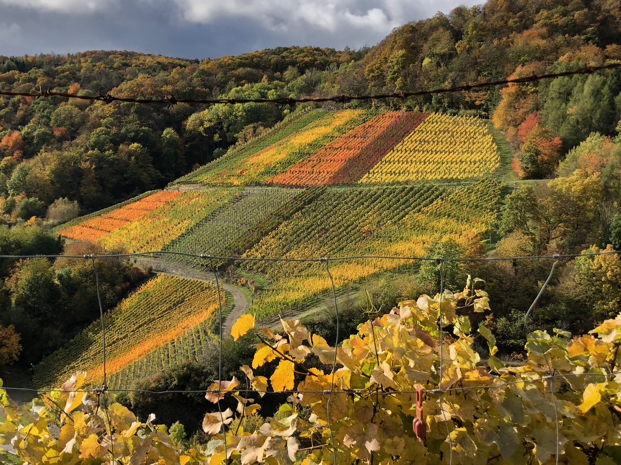 Weinberg in herbstlichen Farben.