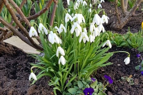 Weisse Schneegl&ouml;ckchen