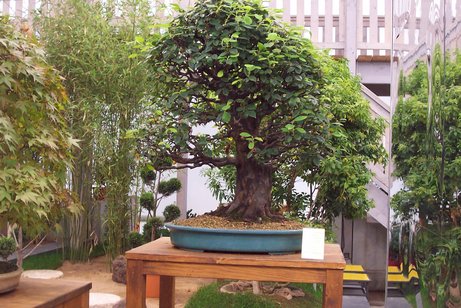 Bonsai