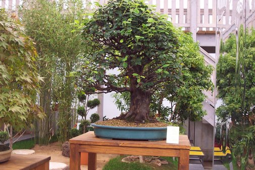 Bonsai