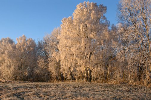 Geburtstagsgr&uuml;&szlig;e zum Dezember