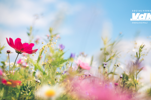 Blumenwiese