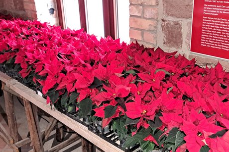 Ein Tisch voll mit Weihnachtssternen