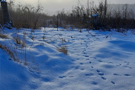 Schneelandschaft