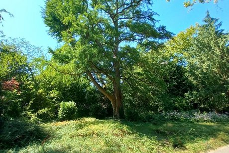 Park-Spaziergang
