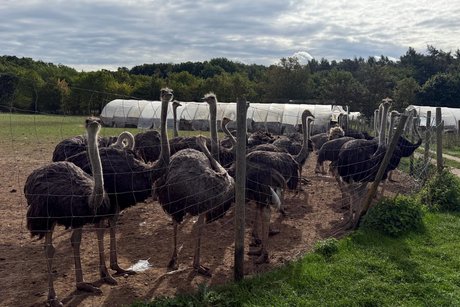 gro&szlig;e V&ouml;gel