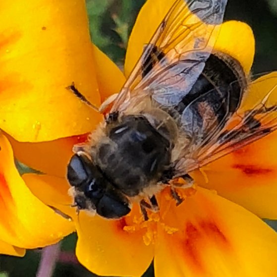Biene auf einer gelben Blume