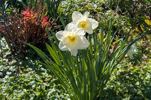 Frühlingsblumen