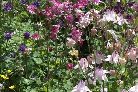 Blumenwiese