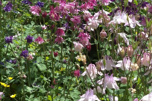 Geburtstage im Juli Blumenwiese