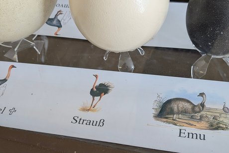 das Ei das Ei