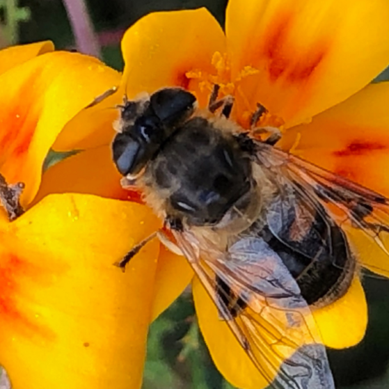 Eine Biene auf einer gelben Blüte.