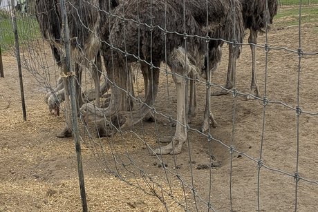 Straußenfarm Tagesfahrt Adler