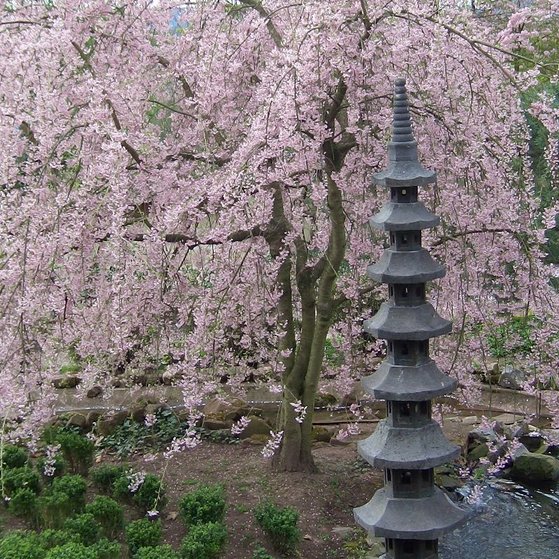 Japanischer Garten