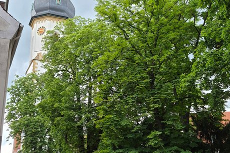 VdK OV Kinderbeuern-Bengel