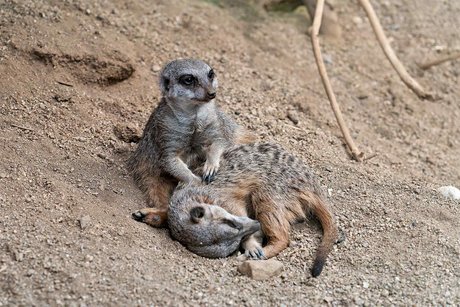 Erdmännchen aus dem Reptilium in Landau