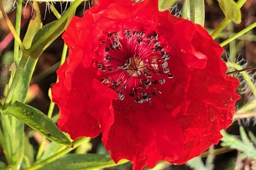 Eine Mohnblume in einer Wiese.