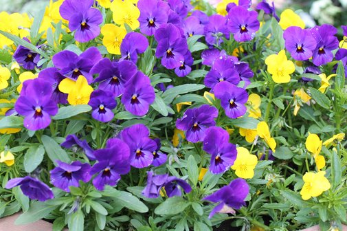 Stiefm&uuml;tterchen