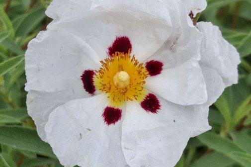 Fr&uuml;hlingsblume