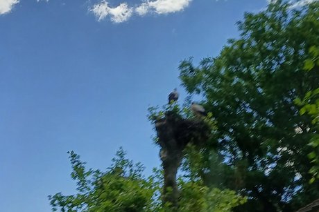 Die Storchengasse. Die Storchengasse