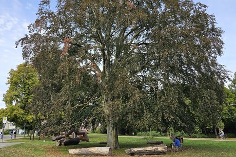 Impressionen aus Speyer alter großer Baum