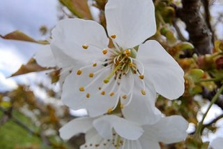 Apfelblüte auf der Streuobstwiese