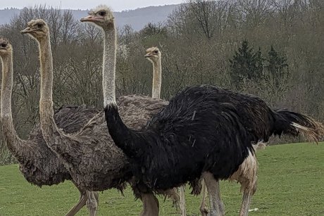 Straußenfarm Tagesfahrt Adler