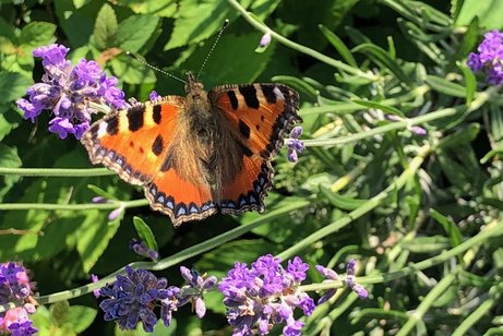 Ein Schmetterling in einer Blumenwiese.