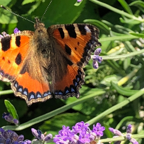 Ein Schmetterling in einer Blumenwiese.
