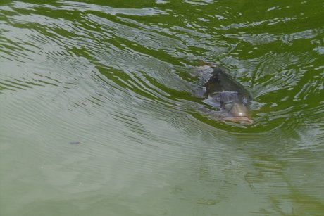 Die im See lebenden Karpfen, schwimmen direkt auf die Boote zu und Betteln mit aufgerissenen Mäulern um Futter.