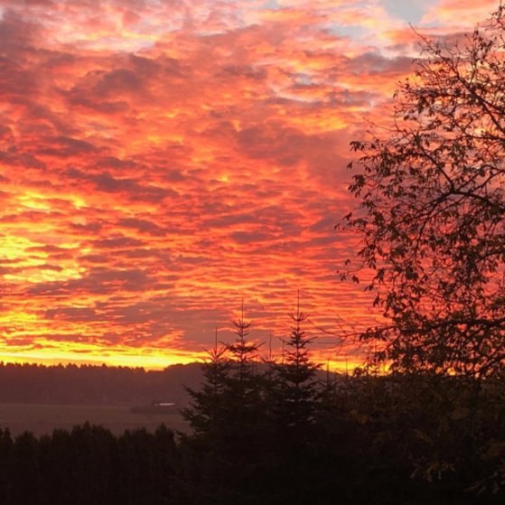 VdK Rheinland Pfalz Ein Sonnenuntergang auf einem Feld.