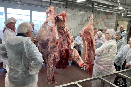 Rinder und Schweine vor dem Entbeinen und Zerlegen.