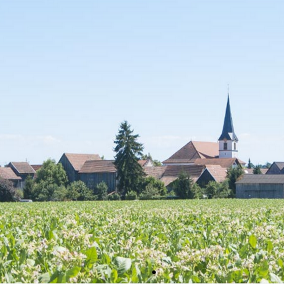 Hatzenbühl - Das Tabakdorf in der Südpfalz