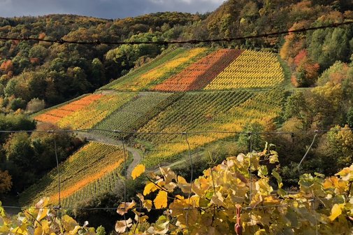 Weinberg in herbstlichen Farben.