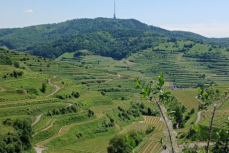 Der Kaiserstuhl.