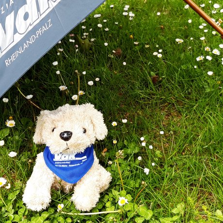 Maskottchen Viktor auf Blumenwiese mit Regenschirm