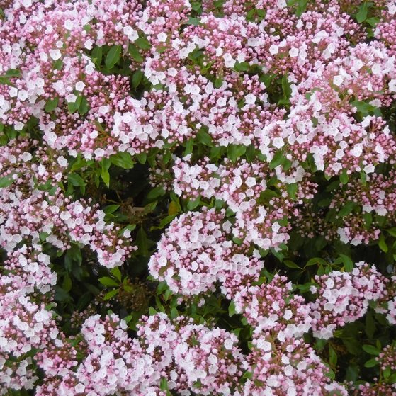 Fr&uuml;hlingszauber