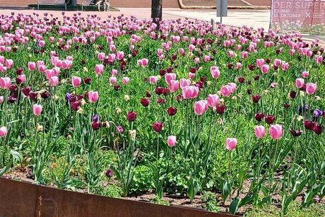 Ein Tulpenbeet in mitten der Stadt.