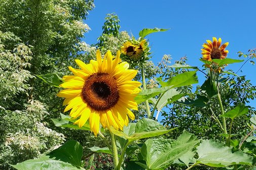 Große gelbe Sonnenblume im Vordergrund des Bildes, 2 kleinere braune Sonnenblumen im Hintergrund und grüne Büsche.