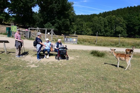 Damhirsche sind neugierige irsche