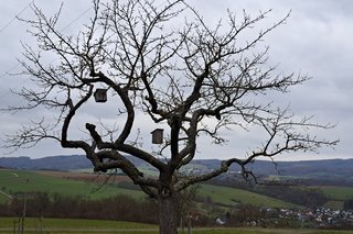 Winterbaum