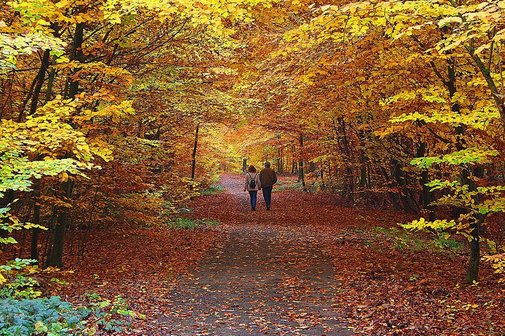 Waldweg mit Spaziergängern Ein ebener Waldweg durch herbstlich grün-gelben Mischwald und einem Spaziergänger-Paar Hand in Hand.