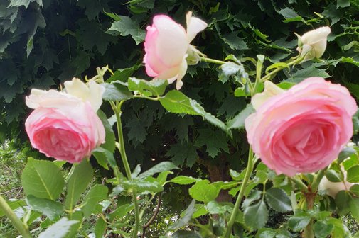 Rose "Eden" Geburtstagsgrüße für Juni