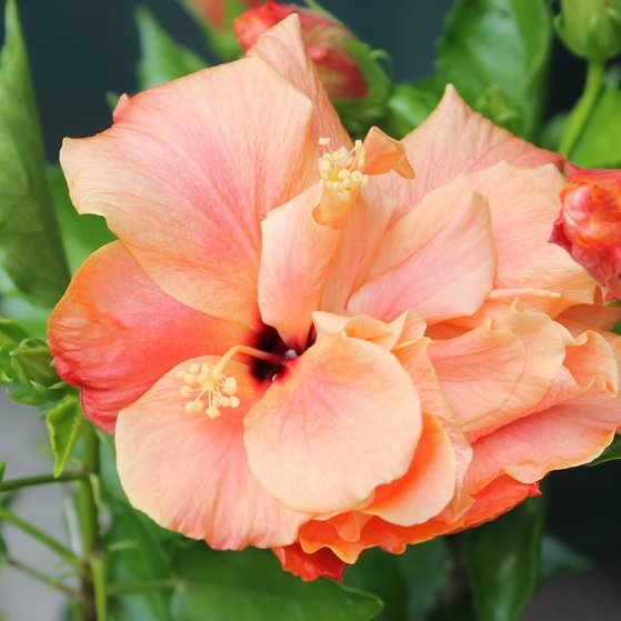 rosa Hibiskus